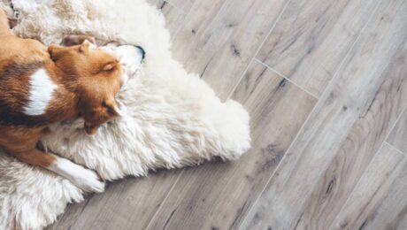 Dog sleeping on fur placed on top of wood paneled flooring near Breese, IL